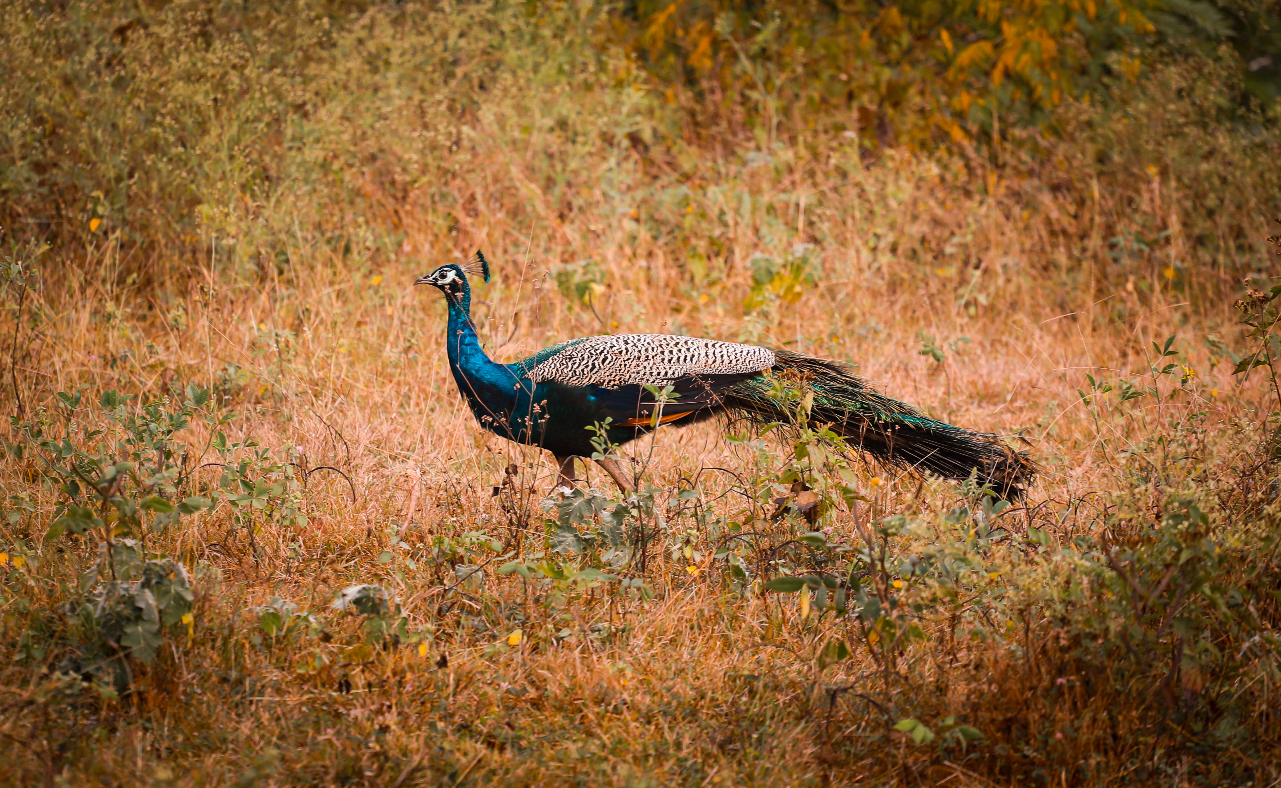 Peacock dancing